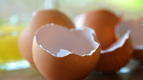 Vỏ trứng cũng có thể chữa bệnh?