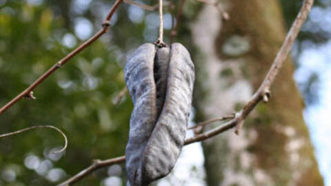 Bồ kết nhiều công dụng độc đáo và những lưu ý