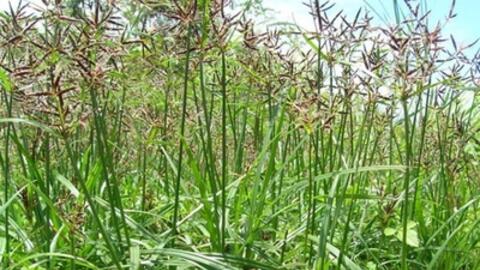 Hương phụ - vị thuốc thiên nhiên chữa bệnh hay cho phái đẹp