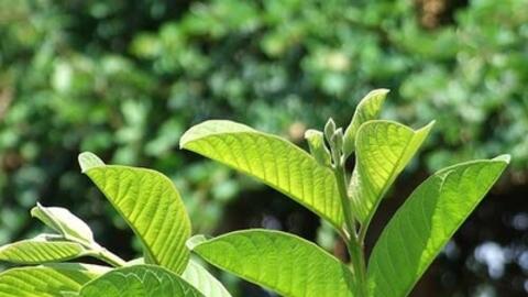 Lá ổi - vị thuốc dân gian trị bệnh hiệu quả 