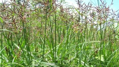 Cỏ gấu – vị thuốc quý ngay trong vườn nhà