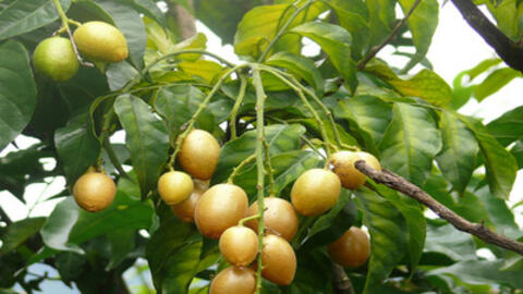 Bài thuốc chữa bệnh hay từ cây quất hồng bì