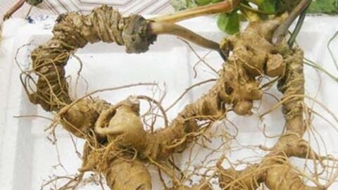 Những bài thuốc chữa bệnh hay từ Sâm ngọc linh