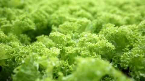 Bệnh nhân ung thư phổi nên ăn gì?