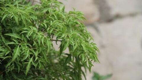 Làm món ăn ngon, bài thuốc hay từ cây đinh lăng