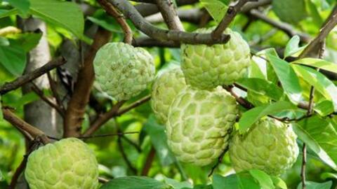 Hoa quả chữa bệnh: những lợi ích sức khỏe của quả na