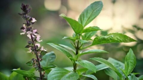 Bài thuốc hay từ các loại rau húng