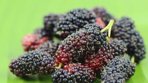 Quả Dâu chín có tác dụng chữa bệnh rất tốt