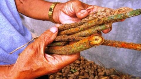 Gặp thầy lang chữa bệnh xương khớp nhanh như ‘trở bàn tay’