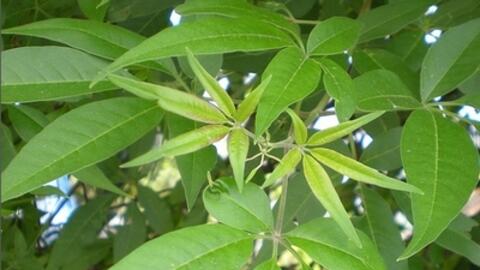 Cây Ngũ Trảo - vị thuốc hay với nhiều công dụng đặc biệt