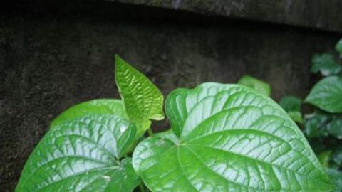 Lá lốt chữa bệnh đau nhức xương hiệu quả