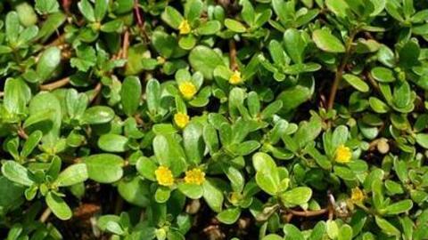 Rau sam - loại rau cực tốt mà không nên bỏ phí