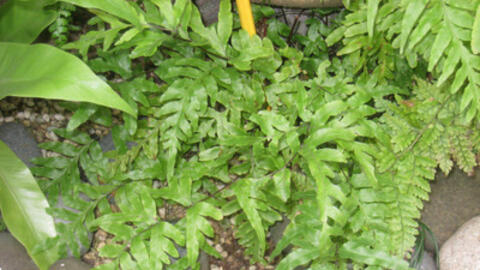 Chữa bệnh hiệu quả từ cây seo gà