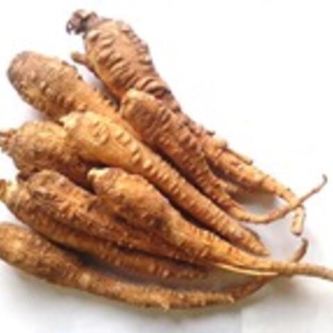 Bạch chỉ