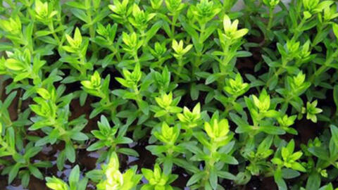 Các bài thuốc quý, hay từ cây rau ngổ