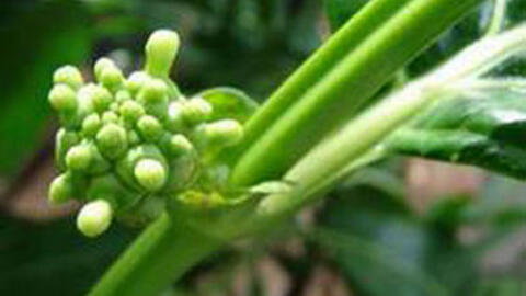 Rễ nhó đông dưỡng gan