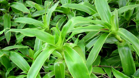 Chữa đau lưng với những vị thuốc nam cơ bản
