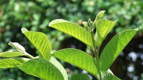 Lá ổi - vị thuốc dân gian trị bệnh hiệu quả 
