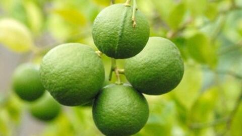 Lát chanh đông lạnh giúp phòng chống ung thư bạn biết chưa