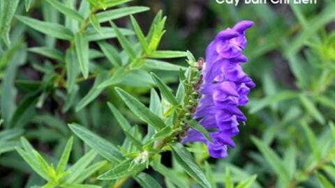 3 cây thuốc nam tốt cho bệnh nhân ung thư giai đoạn cuối