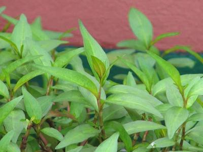 Cây rau răm với tác dụng chữa thâm tím, rôm sảy