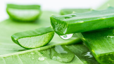 Những cây thuốc hay ngay vườn nhà           ﻿