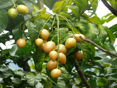 Bài thuốc chữa bệnh hay từ cây quất hồng bì