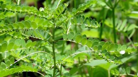 Những bài thuốc quý từ Diệp Hạ Châu