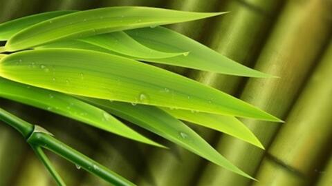 Lá tre với tác dụng thanh nhiệt, hạ sốt