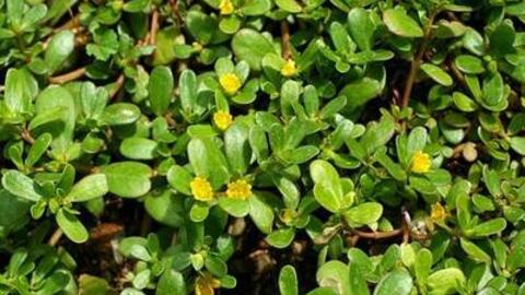 Hỗ trợ điều trị rối loạn tiêu hoá với những bài thuốc hay