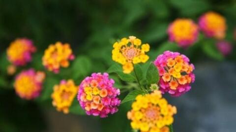Sử dụng hoa ngũ sắc trị viêm xoang hay