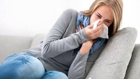 Cỏ lông heo với tác dụng chữa viêm xoang
