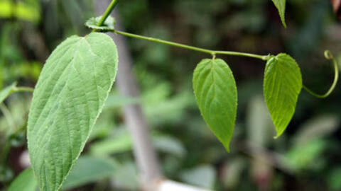 Vị thuốc dây gân chữa nhiều bệnh hay