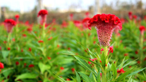 Chữa bệnh trĩ từ cây thuốc nam