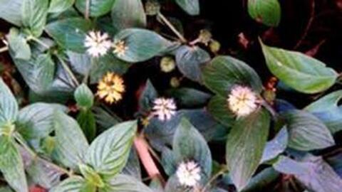 Dạ cẩm chữa đau dạ dày