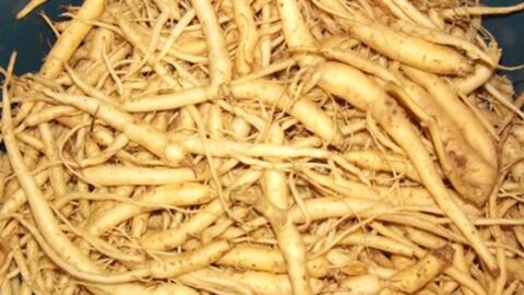 Những vị thuốc đông y trong điều trị bệnh tiểu đường