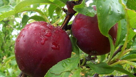 Tác dụng làm đẹp của quả mận