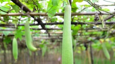 Quả mướp và những công dụng chữa bệnh tuyệt vời