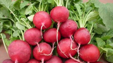 Vỏ củ cải chữa nhiều bệnh và ngăn ngừa ung thư ít người biết