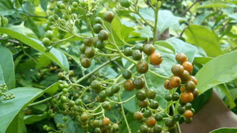 Mách bạn các cây thuốc chữa ung thư gan hiệu quả nhất