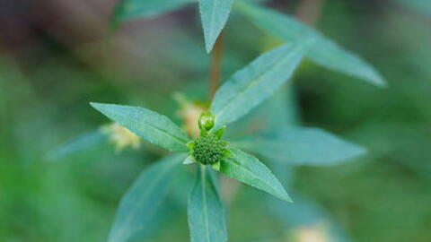 Bài thuốc hay từ cây nhọ nồi