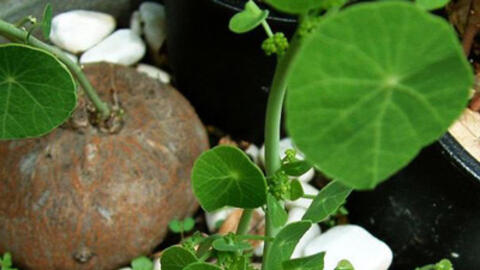 Cây bình vôi chữa mất ngủ