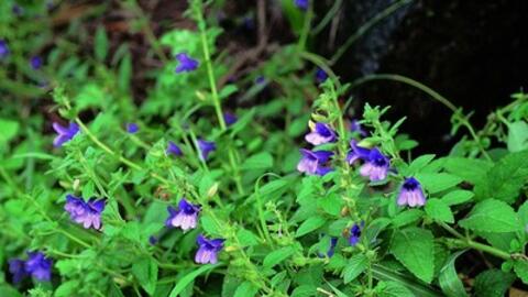 Nhân trần có tác dụng tốt trong việc phòng và chữa bệnh gan