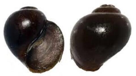 Bài thuốc trị ung thư đại trực tràng từ 12 con ốc bươu