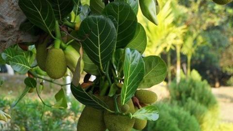 Một số bài thuốc bài thuốc chữa bệnh với mít