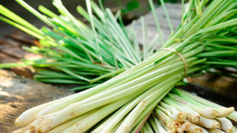 Bài thuốc ngừa ung thư cực hiệu quả từ củ sả