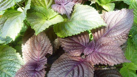 Vị thuốc tốt, gia vị hay từ tía tô