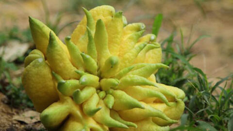 Các vị thuốc tốt cho tiêu hoá