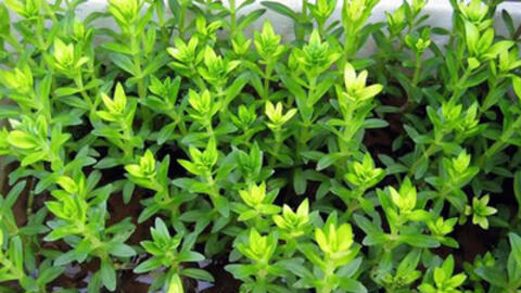 Các bài thuốc quý, hay từ cây rau ngổ