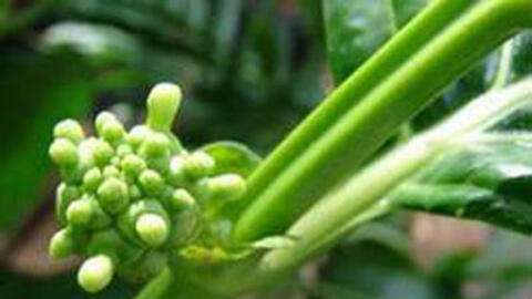 Rễ nhó đông dưỡng gan